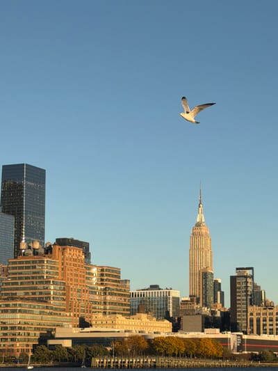 The image depicts the Manhattan skyline as viewed from Hoboken, New Jersey, United States, under a clear, light blue sky. A single seagull, with white plumage and gray wings featuring dark tips, is captured in flight in the upper right portion of the frame. The Empire State Building, rendered golden-bronze by direct sunlight, is a prominent structure in the center-right of the skyline. To its left, a tall, dark glass skyscraper stands, alongside various other urban buildings of diverse heights and materials, many with reflective surfaces catching the sunlight. A line of mid-rise buildings with warm-toned facades forms the immediate waterfront. Below the architecture, a band of trees displaying autumn foliage (yellow-orange hues) is visible along the shoreline, behind wooden pilings that extend into the dark blue water of the Hudson River. Two small white sailboats are present on the water in the lower-left quadrant. The scene is illuminated by bright, directional sunlight.