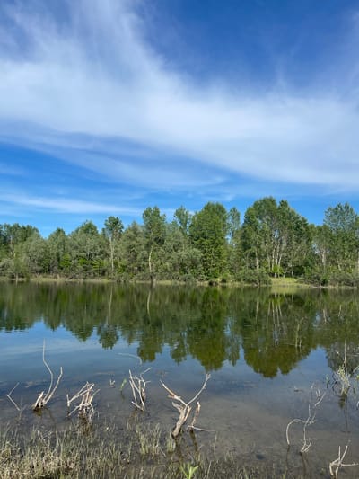 This image captures a serene natural landscape, likely in Verkh-Katunskoye, Russia, featuring a clear blue sky, a dense line of trees, and calm, reflective water. The upper half of the scene is dominated by a vibrant blue sky, streaked with long, wispy white clouds, indicative of fair weather.
Below the sky, a verdant band of trees marks the far bank of a body of water, possibly a river or lake. These trees display varied shades of green foliage, and some feature lighter-colored, smooth trunks, characteristic of species like aspen or birch. The dense tree line extends horizontally across the middle of the frame.
The lower half of the image is occupied by the calm surface of the water, which acts as a near-perfect mirror, reflecting the trees and the blue sky above with remarkable clarity. Subtle ripples on the water's surface cause slight distortions in the reflections. In the immediate foreground and extending into the shallower parts of the water along the near bank, several dry, bare branches are visible, some partially submerged, alongside sparse clumps of green grass or reeds. The water in the foreground appears relatively shallow, revealing a silty or sandy bottom in places.
The scene conveys a sense of tranquility, illuminated by bright daylight, suggesting late morning or early afternoon on a sunny day, likely in late spring or summer given the full foliage. There are no people, man-made objects, or discernible text present in the photograph.