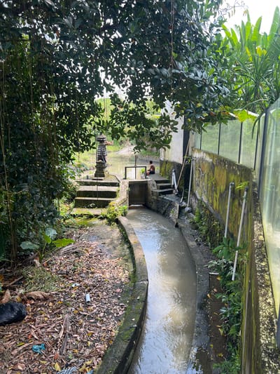 The image depicts an outdoor scene in Buduk, Indonesia, featuring a narrow concrete channel carrying murky water. The channel is lined with moss-covered concrete walls. A set of concrete steps leads down to a small platform above the water level, where a shirtless individual is seated. Vegetation, including trees and plants, obscures parts of the scene. The ground is covered in fallen leaves and debris. A structure with a glass wall runs parallel to the channel, casting reflections. The lighting is soft and diffused. A black garbage bag is visible in the foreground.