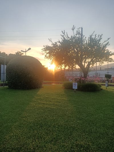 The image depicts a sunlit park scene with a perfectly manicured, spherical hedge in the foreground to the left. To the right, a large, mature tree with spreading branches is silhouetted against the setting sun, which casts a warm glow and lens flare across the scene. Pink flowers and dense green grass surround the base of the tree. Two white signs with red circular symbols and text are visible, one near the base of the tree and another further back to the right. The park features a well-maintained green lawn that occupies the majority of the lower frame. In the background, there are buildings, power lines, and a distant hilly landscape. The sky is a pale blue with hints of orange and yellow from the sunset. The overall impression is one of a peaceful, well-kept public space during golden hour.