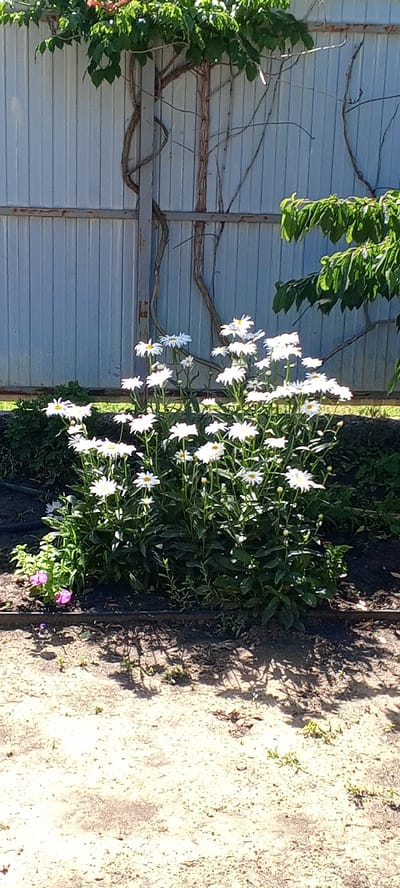 In Новоцимлянская, Russia, a cluster of white daisies with yellow centers blooms in front of a light blue corrugated metal fence. The fence is partially covered by climbing vines, one of which wraps around a vertical metal post. To the right of the daisies, green leaves from a tree branch extend into the frame. The ground in front of the flowers is a mixture of dark soil and lighter sandy dirt, with shadows cast by the foliage and possibly other unseen objects. In the lower left corner, two small pink flowers are visible among the green plants.