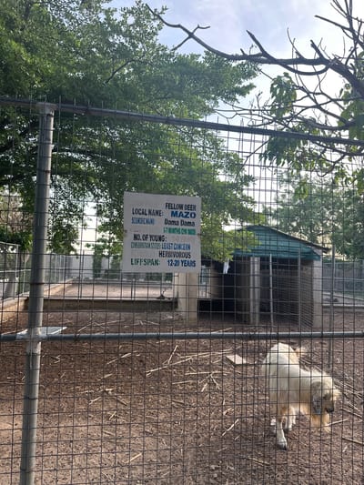 The image depicts an outdoor enclosure, possibly a zoo or wildlife sanctuary, in Batagarawa, Nigeria. A wire fence dominates the foreground, with a gatepost visible on the left. Behind the fence, the enclosure floor is covered in dirt and scattered with dry vegetation and branches. In the middle ground, a small, shed-like structure with a green roof stands against a backdrop of trees and the sky. To the right and slightly further back, a light-colored, long-haired animal, possibly a goat or sheep, is standing in the enclosure. A sign is attached to the fence on the left, providing information about a "Fellow Deer Mazo," including its scientific name, gestation period, number of young, conservation status, diet, and lifespan. The overall scene is one of an animal habitat, secured by fencing, with an informational sign present.