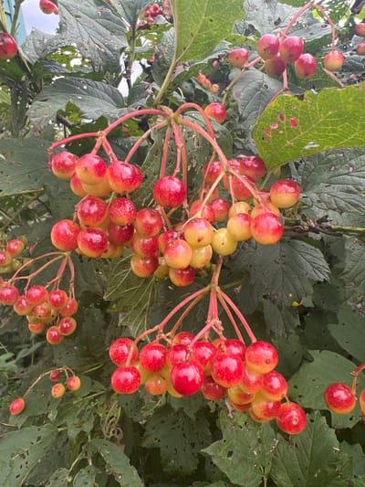 The image displays a close-up, overhead view of ripe, red berries clustered on branches of a plant. The berries are round and have a glossy appearance, with some showing a gradient of color from yellow to deep red. They are attached to thin, reddish stems that form delicate racemes. The background consists of lush, green leaves, many of which have small holes, suggesting they may have been eaten by insects. The leaves are varied in size and shape, with some appearing larger and more prominent than others. The lighting suggests it is daytime, with natural light illuminating the berries and leaves. The overall scene evokes a natural, possibly rural setting, with the focus on the vibrant fruit. There is no text visible in the image. The location context provided is Poletaevo, Russia.