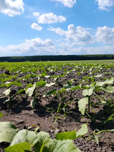 A low-angle, full shot captures a young sunflower field under a bright blue sky dotted with fluffy white clouds. The field, located in Matyashivka, Ukraine, consists of rows of small, vibrant green sunflower plants emerging from dark, tilled soil. The plants are in their early growth stages, with prominent leaves and visible stems. In the distance, a dense line of dark green trees forms the horizon, suggesting a forested area bordering the agricultural land. The overall scene conveys a sense of agricultural productivity and natural landscape under a clear, sunny day.