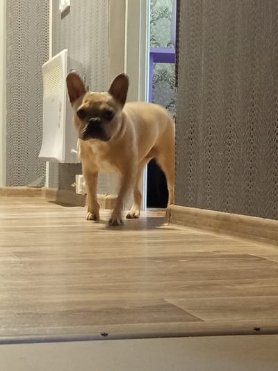 An adult French Bulldog is standing on a light-colored wooden floor in a hallway. The dog is facing forward with its head slightly turned to the left. It has fawn-colored fur, large upright ears, and a flat snout. Behind the dog, on the left side of the image, is a white radiator mounted on a wall covered with textured gray wallpaper. To the right of the radiator, a doorway is visible, partially open, revealing a glimpse of a room with patterned wallpaper. The right side of the hallway features a wall with dark gray textured wallpaper. A wooden baseboard runs along the bottom of both walls. The lighting in the scene appears to be artificial, casting soft shadows. The image was taken indoors, likely in a residential setting, possibly in a hallway within the Чэрвеньскі сельскі Савет region of Belarus, given the context provided.