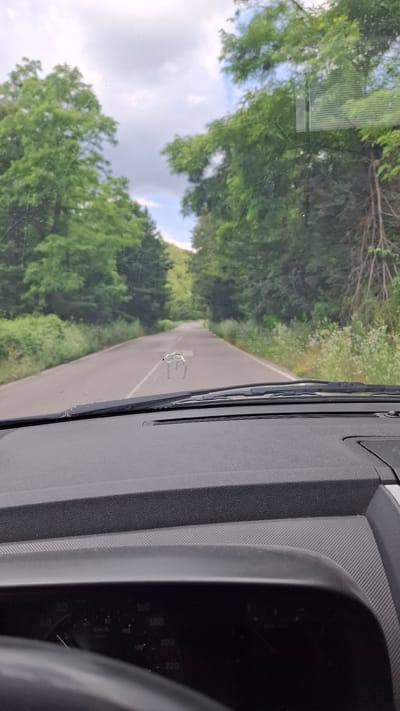 The image shows a view from inside a car, looking through the windshield at a two-lane asphalt road winding through a dense forest. The road is flanked by lush green trees and vegetation. On the windshield, there is a dead insect, possibly a large beetle, which is partially obscured by a streak of dirt. The interior of the car is visible in the foreground, showing a portion of the dashboard and the steering wheel. The sky is cloudy, with patches of blue visible. The scene appears to be in a rural or natural setting, and while the location is stated to be Laga, Bulgaria, there are no specific landmarks or features in the image that confirm this location.