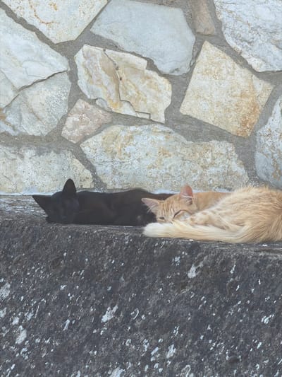 Two cats are sleeping on a stone ledge in front of a stone wall. The cat on the left is black, and the cat on the right is orange and white. The stone wall is made of irregular shaped stones of various colors, including gray, white, and tan. The stone ledge is dark gray and speckled with white. The image is taken from a slightly elevated angle, looking down on the cats.