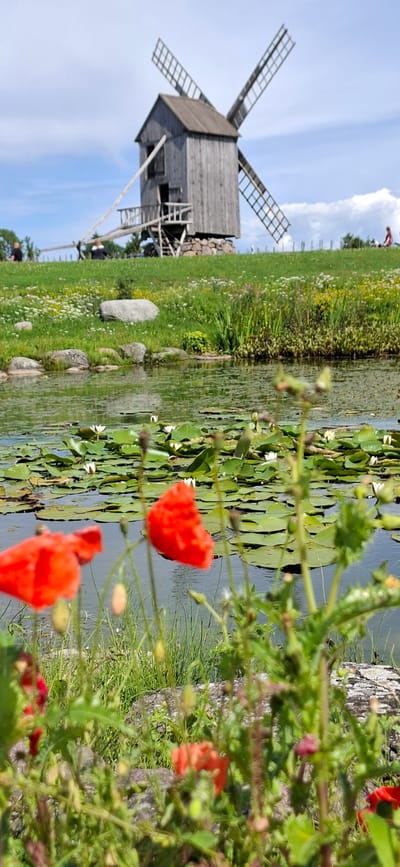 This is a vertical, eye-level, medium shot of a historical windmill at the Angla Heritage Mill complex in Angla, Estonia. In the foreground, blurred red poppies are visible, obscuring a tranquil pond filled with lily pads and white water lilies. In the mid-ground, a stone-lined pond reflects the environment, with lush green grass and wildflowers bordering its edge. A large, gray boulder sits on the grassy bank. In the background, the weathered wooden Angla windmill stands prominently on a hill. The windmill has a square base, a conical roof, and large wooden sails. Several people are scattered around the windmill, some walking and others standing. The sky above is a bright blue with scattered white clouds.