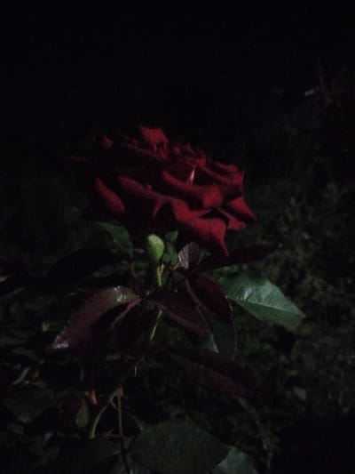 The image shows a dark red rose in bloom against a dark, out-of-focus background. The rose is the central subject, with its petals appearing velvety and richly colored. The lighting is dim, suggesting it was taken at night or in low light conditions, which enhances the deep red hue of the rose. The surrounding foliage is visible but indistinct, also appearing dark and somewhat muted due to the low light. There are no people or other discernible objects in the frame. The setting appears to be a garden or outdoor area, but its specific location within Tinchlik, Uzbekistan cannot be determined from the visual information provided in the image.