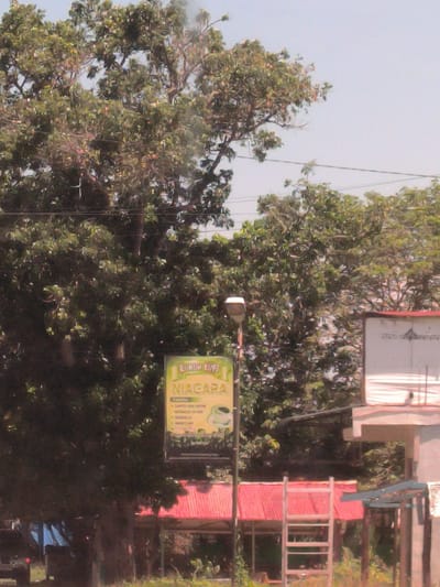 The image depicts a street scene in Matangpanyang, Indonesia. Lush trees dominate the foreground, obscuring a portion of the sky. A vertical signpost with a yellow sign that reads "Rumoh Kopi Niagara" in green lettering is visible. A streetlight is positioned next to the sign. Behind the sign, a low, red-roofed structure is seen, along with a light-colored ladder. A larger white building structure is visible to the right of the frame. Powerlines cross the upper portion of the image. In the bottom left, a portion of a vehicle covered with blue tarp can be seen. The overall impression is of a busy, green, and densely populated area.