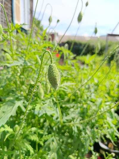 The image shows a close-up of a poppy bud with fine white hairs along its stem and bud casing. The bud is green and teardrop-shaped, hanging downward. The background is a blur of green foliage and hints of other poppy buds, suggesting a garden setting. In the far background, a portion of a wooden building and a fence are visible, indicating an outdoor scene. The lighting suggests a sunny day. The location is identified as Бархатово, Russia.