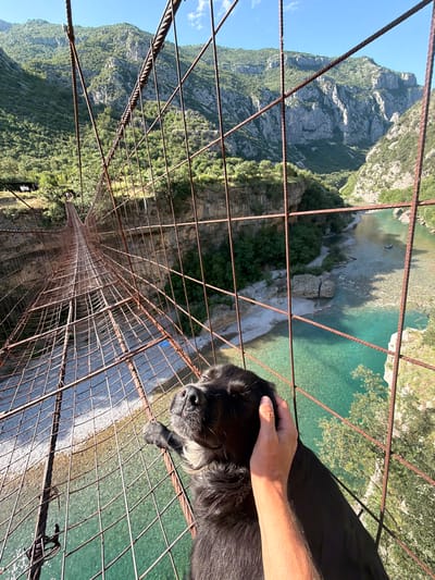 A high-angle photograph, captured in the city of Unknown, Montenegro, showcases a black-furred dog and a human hand positioned on a rusted metal suspension bridge. The dog, displaying a lighter muzzle, has one paw resting on the bridge's grating while its head is tilted upwards and to the left. A tanned Caucasian hand gently strokes the dog's head/neck area. The bridge, constructed from weathered metal cables and a gridded walkway, extends narrowly into the background. Below, a clear, turquoise-blue river flows over a visible pebbled and rocky bed. The river is situated within a canyon, flanked by steep mountainsides covered in green vegetation and exposed grey rock formations. The scene is illuminated by bright sunlight under a clear blue sky with a few sparse white clouds.