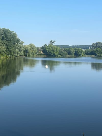 This image captures a serene natural landscape near Vasylkiv, Ukraine. A calm, reflective lake dominates the foreground, its surface mirroring the clear, pale blue sky above. Along the far bank of the lake, a dense line of lush green trees forms a natural barrier, with some appearing to be weeping willows. A few scattered buildings and hints of structures are visible peeking through the foliage on the horizon, suggesting the presence of a settlement. In the middle of the lake, a solitary white swan glides peacefully across the water, leaving a subtle ripple in its wake. The overall impression is one of tranquility and natural beauty.