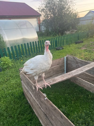 A white turkey stands on the edge of a wooden enclosure in a grassy yard. The turkey is facing to the left of the frame. Behind the turkey, a green picket fence runs across the yard, and beyond that, a greenhouse and a building with a red roof can be seen. The sky is overcast. The scene appears to be a rural setting in Bizyaki, Russia.