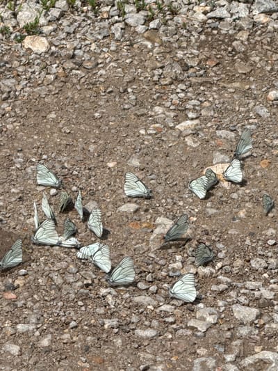 An overhead, close-up shot captures a significant gathering of approximately two dozen white butterflies, notable for their distinct black veins, resting on a textured gravel and dirt path. The ground is composed of various shades of grey and brown pebbles, interspersed with lighter soil and a few hints of green vegetation along the bottom left edge. The butterflies are not uniformly spread but form several dense clusters, with individuals positioned close to one another, some appearing to be partially obscured or stacked. Their wings are predominantly closed or partially open, revealing intricate patterns of black lines against their pale white bodies. The scene is brightly lit by natural daylight, suggesting a clear and possibly warm day, which accentuates the rough texture of the ground and the delicate details of the butterflies. No text is visible in the image. The setting suggests a natural outdoor environment, potentially a rural road or track in Dragovishtitsa, Bulgaria.