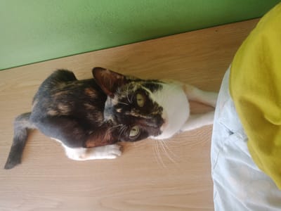 A tortoiseshell cat with white paws and a white chest lies on a wooden surface. The cat has green eyes and its head is turned towards the viewer. Behind the cat, there is a green wall and a yellow fabric item. The image appears to have been taken indoors.