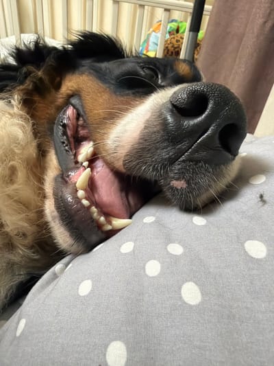 A close-up, low-angle, Dutch-angle shot focuses on the mouth and nose of a Bernese Mountain Dog. The dog's black nose, with visible nostrils, is prominent. Its mouth is open, revealing its teeth and pink gums. The dog's fur is visible around its muzzle, a mix of black, tan, and white. The dog is resting its head on a light grey pillow with white polka dots. The pillow is slightly creased, indicating it's being used for comfort. In the background, there are out-of-focus elements: a brown curtain and a white tiered shelf with some colorful objects. A small insect is visible on the pillow near the dog's nose. The lighting suggests it's likely daytime indoors. The overall impression is that of a dog relaxing or perhaps just waking up. The scene is casual and domestic. No text is visible in the image.