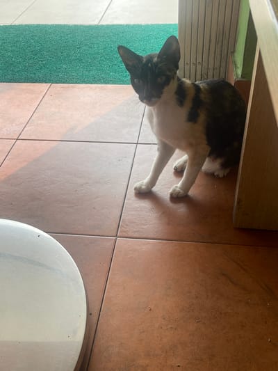 An indoor scene features a calico cat with white, black, and brown patches sitting on a tiled floor. The cat is facing the viewer with its head tilted slightly to the left. The floor is made of large, reddish-brown tiles. In the background, a green mat is visible on the left, and a partially obscured white and wooden structure, possibly a doorway or partition, is on the right. Sunlight casts shadows across the floor. In the foreground on the left, a portion of a round, metallic object, likely a table, is visible. The image appears to have been taken at a residence or establishment in Cijantra, Indonesia, given the context.