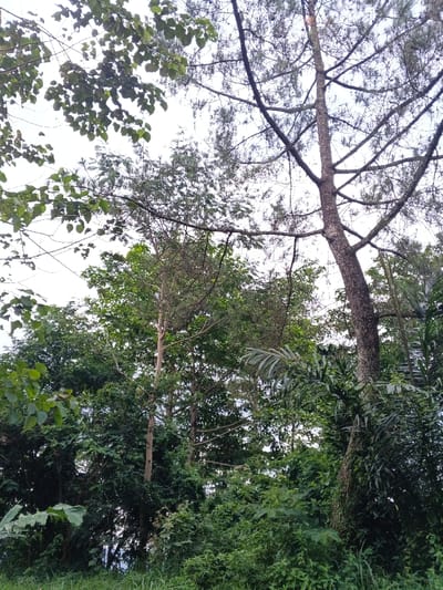 This image depicts a dense natural landscape in Moe Gyoe, Myanmar, viewed from a low angle looking upwards through heavy vegetation towards an overcast sky. The scene is dominated by multiple trees of varying species. A prominent, mature tree with a textured, dark brown trunk and extensive, angular branches, some bearing fine, needle-like foliage, occupies the right side of the frame. To the left and center, several other tall trees with smoother, lighter-colored trunks and a canopy of lush green broadleaves are visible, extending into the upper portion of the image. The foreground and lower sections are filled with a thick undergrowth of diverse green shrubs, bushes, and smaller plants, displaying a variety of leaf shapes and shades. Branches with larger, rounder green leaves partially obscure the upper left corner of the sky. The sky is a light, uniform grey, suggesting an overcast day. No people, animals, man-made objects, or discernible actions are present.