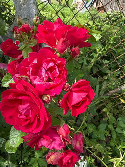 A close-up, eye-level, vertical outdoor shot features a cluster of vibrant red roses in bloom and bud. The roses are the primary subject, with several fully opened flowers showcasing delicate petal formations and some tightly closed buds. The background is a mixed composition of greenery, a rusted wire fence, and a concrete post. The greenery consists of lush foliage, likely the rose bushes and other garden plants, with varying shades of green. The wire fence, which appears weathered, crisscrosses the midground and background, suggesting a boundary or enclosure. A rough, textured concrete post is visible in the upper left corner, partially obscured by the rose bush. The overall impression is that of a garden scene, possibly a private residence in Žemieji Rusokai, Lithuania, given the context provided. There are no people or animals present in the frame. The lighting suggests a bright, sunny day.