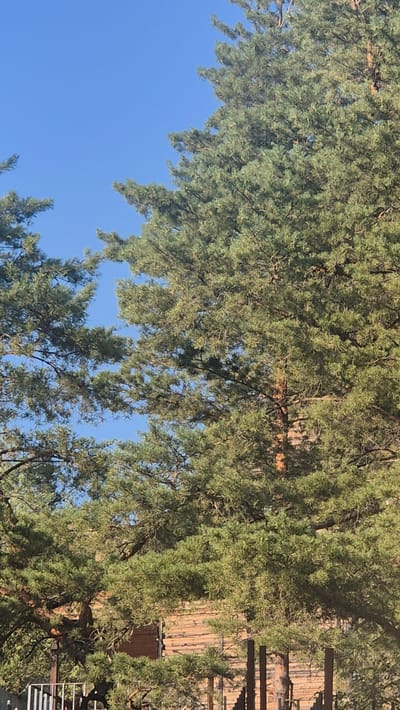 The image shows a close-up of pine trees against a clear blue sky. The dense green foliage of the pine trees fills most of the frame, with branches and needles visible. In the lower portion of the image, a rustic wooden building, possibly a house or cabin, is partially obscured by the trees. A metal fence is also visible in the foreground. The scene appears to be an outdoor environment, likely in a rural or semi-rural area, given the presence of the trees and wooden structure. The lighting suggests it is daytime.