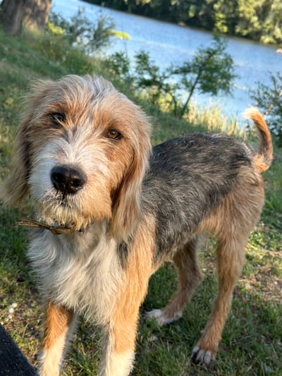 A medium-sized dog with brown and gray fur lies on a grassy surface, likely outdoors. The dog is looking directly at the viewer with light brown eyes and a black nose. It is wearing a brown collar. In the background, there is a body of water and some trees. Given the provided location of Lesichovo, Bulgaria, this scene appears to be a natural or park-like environment near water.