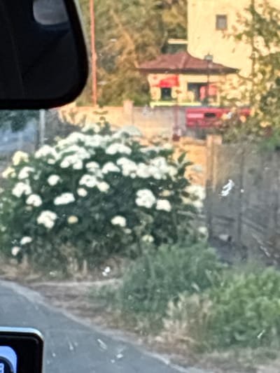 In Slaveevo, Bulgaria, a street scene unfolds through a vehicle's windshield. A large, dense bush with numerous white flowers dominates the foreground, positioned on the right side of the image. Behind the bush, a blurred building complex is visible. The main structure features a red-tiled roof and yellow walls, with a visible window on the upper floor. Below this, a red vehicle appears to be parked or moving. The background consists of out-of-focus trees and foliage, creating a sense of depth. A dark reflection, likely from the vehicle's interior, is present on the left side of the image, obscuring a portion of the view. The overall image is slightly blurry, suggesting movement or a low-quality photograph.