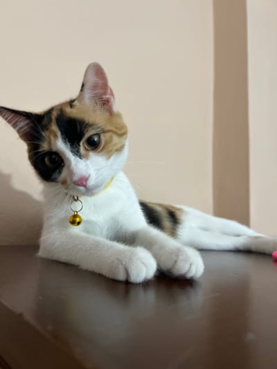 A calico cat with white, orange, and black markings lies on a dark brown wooden surface. The cat wears a yellow collar with a golden bell. Its front paws are crossed. The background is a plain, light beige wall with a vertical shadow or architectural feature. There is no indication of the city of Ümraniye, Turkey.