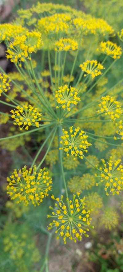 The image shows a close-up, top-down view of a dill plant in bloom, with its characteristic umbrella-shaped clusters of tiny yellow flowers. The dill is the primary subject, filling most of the frame. The flowers are a vibrant yellow, with some appearing as buds and others fully open, revealing their delicate structure. The green stems and feathery foliage of the dill plant are also visible, creating a soft, blurred background. The lighting appears to be natural daylight, casting a soft glow on the flowers. The overall impression is one of natural growth and the subtle beauty of a flowering herb. The image does not contain any people or buildings. The context provided suggests the dill plant is located in the city of Vichuga, Russia.