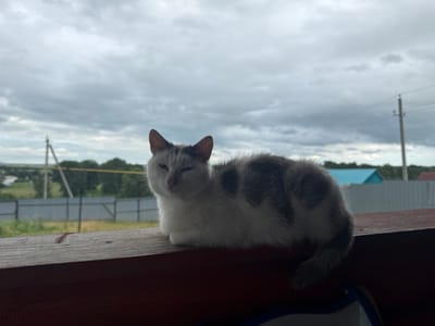 A medium shot captures a bicolor cat with white and gray fur resting on a dark reddish-brown wooden railing. The cat is positioned facing left, with its body curled, and its head turned slightly towards the viewer. Its eyes are partially closed, and its ears are pointed forward. The background shows a cloudy sky, a line of trees, a gray metal fence, and some buildings, including one with a blue roof. The scene is outdoors, possibly on a porch or balcony, in a rural or suburban setting, with indications of a settlement. The overall lighting suggests an overcast day.