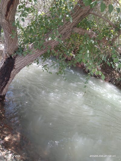 An overhanging tree branch with green leaves extends over a flowing body of water. The water surface is disturbed, creating ripples and reflecting sunlight. The bank on the right side of the water is covered in vegetation. The tree trunk on the left, with rough bark, is partially submerged in the water. The scene is outdoors, suggesting a natural environment. The bottom left corner of the image contains the text "vivo Y20" and the bottom right corner contains the text "2026.06.21 12:41". The location is identified as Aktash, Uzbekistan.