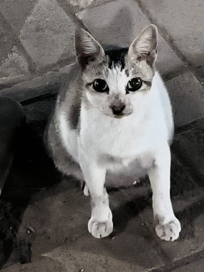 A cat with white and gray fur sits on a dark gray brick surface, looking directly at the camera. The setting appears to be outdoors. There are no people visible. The location is inferred to be Kotapantonlabu, Indonesia based on the prompt's context.