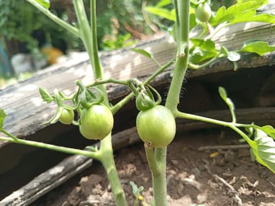 The image shows a close-up of a tomato plant with several small, green tomatoes growing on it. The tomatoes are round and appear to be unripe. The plant's stem is thick and fuzzy with small hairs. The background is blurred, but appears to be an outdoor garden setting with soil, some wooden structures, and green foliage. The sunlight suggests it is daytime, likely sunny. There are no people visible. The scene is set in a garden, with the hint of wooden planks and soil. The overall impression is one of natural growth and early stages of fruit development.