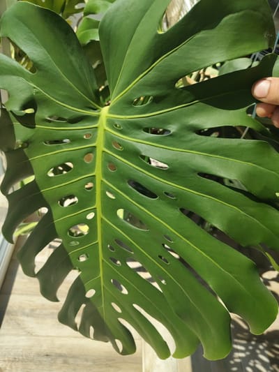 The image shows a close-up of a large, green Monstera leaf with characteristic splits and holes. A human thumb and forefinger are visible on the right edge of the leaf, holding it. The leaf is positioned over a light-colored, wooden surface, likely a floor or table, with dappled shadows suggesting it is outdoors or near a window. The background is out of focus, showing more green foliage. The setting does not provide any specific information about the city of Kobryn, Belarus.