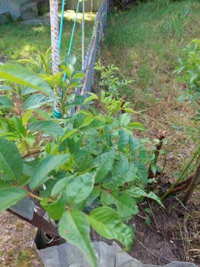 In Shpychyntsi, Ukraine, a close-up view focuses on the vibrant green foliage of a plant, possibly a rose bush, as it grows alongside a weathered metal fence. The plant's leaves, some appearing damaged, are the central subject, with new shoots emerging at the top. A rusted metal pole, part of the fence structure, is visible, wrapped with a bright blue tie. The background transitions from the immediate foliage to a grassy area, suggesting an outdoor setting, possibly a garden or yard. The overall impression is one of natural growth in a somewhat unkempt environment.