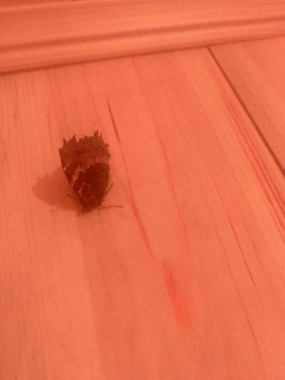 A dead butterfly lies on its side on a wooden surface. The butterfly is small and appears to be dark brown and black in color, with some lighter markings visible on its wings. Its body is slightly crumpled, and its legs are splayed out. The wooden surface is light brown and has a grainy texture. There are faint lines or grooves visible in the wood, suggesting it is made of planks. The lighting in the image is warm and casts a reddish-orange hue over the entire scene. In the background, a horizontal, slightly raised wooden element with several parallel ridges is visible, possibly a baseboard or trim. The overall impression is one of stillness and an ordinary domestic setting. This scene is located in Bogatye Saby, Russia.