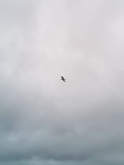 A solitary bird is captured in mid-flight against a backdrop of overcast, muted gray skies. The bird, silhouetted and dark, appears to be a gull with its wings outstretched in a natural flying posture. It is positioned in the upper center of the frame, slightly to the left. The sky occupies the majority of the image, with subtle variations in cloud density creating a soft, diffused light. The lower portion of the image shows darker, denser clouds, while the upper portion is lighter and hazier. There are no visible human figures or man-made structures in the frame, suggesting an open, natural environment. The scene is devoid of specific geographical markers that would pinpoint its location within Shal'skii, Russia.