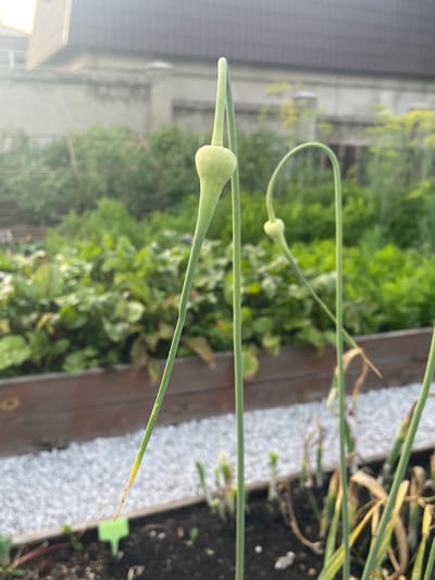 The image depicts a garden bed with several plants, prominently featuring garlic scapes. The foreground focuses on a few upright stems, one of which has a distinct bulbous structure at its tip, characteristic of a developing garlic scape. The stems vary in height and curvature, with some showing signs of drying or yellowing at the tips. The soil is dark and appears moist, with small pebbles or gravel scattered on the surface. A small green plant marker is visible in the lower left portion of the frame.
In the midground, a raised garden bed constructed of dark wood contains rows of lush green leafy vegetables, possibly beets or chard, given their broad leaves. Beyond this, more greenery stretches into the background, suggesting a larger cultivated area. A blurry fence structure is partially visible behind the vegetables.
The background shows a building with a dark, sloped roof, and a light-colored wall. The overall lighting suggests it is daytime, possibly early morning or late afternoon, with sunlight casting a soft glow and some overexposed areas, particularly in the upper left corner. The environment appears to be a residential garden setting in Маминское, Russia. No people or animals are present in the image.