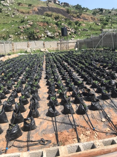 This image depicts an outdoor agricultural cultivation area in Ushapa, Nigeria, characterized by hundreds of small plants, likely seedlings or young crops, growing individually within black plastic bags. These bags are arranged in precise, parallel rows, stretching from the foreground into the midground. A drip irrigation system is installed, featuring black tubing running along each row with smaller emitters directed into individual plant bags. The ground beneath the plant bags is largely covered by black plastic sheeting, while exposed soil areas are reddish-brown. In the immediate foreground, a partial view of three rows of stacked concrete blocks is visible.
In the background, a light-colored concrete block wall topped with barbed wire separates the cultivation area from a steep, rocky hillside. Behind this wall, a black water storage tank is elevated on a metal stand. The hillside itself is a dominant feature, characterized by large exposed granite boulders, sparse green vegetation, and rocky outcrops under a clear blue sky. No individuals are present in the scene.