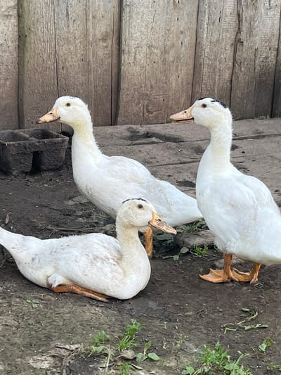 Three white ducks are positioned in the foreground and midground of the image. One duck is lying down in the lower left, facing left. Two other ducks are standing. The duck in the midground is facing left, while the duck in the right midground is facing forward. The background consists of a weathered wooden fence. The ground appears to be dirt with some patches of sparse green vegetation. The scene is outdoors, likely in a rural or semi-rural setting. There is no indication of the city of Большой Гондыр, Russia, within the image itself.