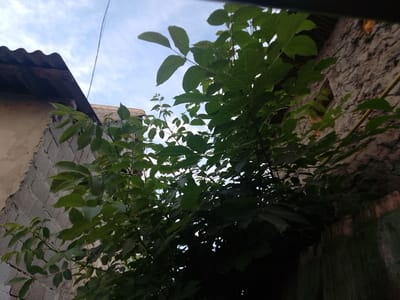 This media file depicts an outdoor scene, likely in a residential area, as indicated by the presence of buildings and a corrugated metal roof. The main subjects are the lush green foliage of a tree and parts of two buildings. One building on the left is constructed of concrete blocks with a lighter-colored stucco finish, and a dark, wavy corrugated metal roof is visible. To the right, another building with a textured stone or stucco wall is partially visible, with a wooden fence in the foreground casting a shadow.
The foliage is dense and leafy, suggesting it's springtime or summer. The leaves are a vibrant green, with some appearing backlit by the sky. The branches of the tree extend upwards and across the frame, obscuring much of the sky. The sky itself is a light blue with some wispy clouds, indicating daylight, likely late afternoon or early morning due to the soft lighting and shadows.
There are no people or animals visible in the frame. The scene appears to be a quiet, everyday moment in a rural or semi-rural setting. The angle of the shot is looking upwards, emphasizing the height of the tree and its canopy against the sky and buildings. The overall impression is one of natural growth within a man-made environment. The location context of Vulcănești, Moldova, suggests a temperate climate. There is no visible text in the image.