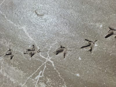 The image shows a close-up, overhead view of a concrete surface marked with multiple bird tracks. The concrete appears wet or damp, reflecting sunlight, and has a textured, slightly uneven surface with scattered white mineral deposits. The bird tracks are clearly visible as indentations with distinct toe marks, suggesting they were made recently while the concrete was still wet. There are at least four visible tracks, arranged in a diagonal line from the lower left to the upper right of the frame. Some white, linear streaks, possibly dried water marks or mineral deposits, are also present on the surface. The overall environment appears to be an outdoor setting. No people or other living beings are visible in the image. The location is Блеўчыцкі сельскі Савет, Belarus.