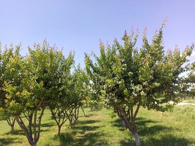 The image depicts a row of young apricot trees in an orchard under a clear blue sky. The trees have slender trunks, some with white paint applied to the lower portion, and are covered in lush green foliage. The ground is covered with green grass, and dappled sunlight creates shadows on the ground. In the background, more trees are visible in the distance, suggesting a larger orchard or park. The scene appears to be located in the city of Shar-Bakr, Uzbekistan, characterized by its agrarian landscape and sunny climate. There are no people or animals visible in the image. The overall atmosphere is one of natural tranquility and growth.