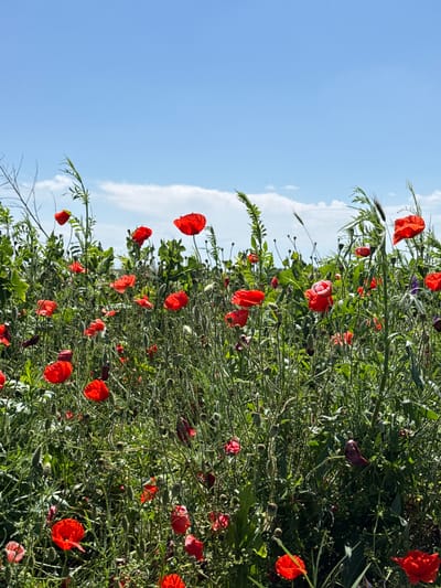 This image depicts a sunlit field dominated by numerous red poppy flowers (Papaver rhoeas) and their green foliage, located in Slavovitsa, Bulgaria. The field is densely populated with green plants, varying in height and texture, with a significant number of fully bloomed, vivid red poppies scattered throughout. Numerous poppy buds, appearing as dark green to purplish ovoid structures on thin stems, are also visible among the green vegetation. Some taller, slender green plants, possibly grasses or other wildflowers, extend above the main poppy canopy. The upper portion of the frame is occupied by a bright blue sky with sparse, white cumulus clouds visible primarily along the horizon. The lighting suggests a clear, sunny day. No people or animals are present in the scene.