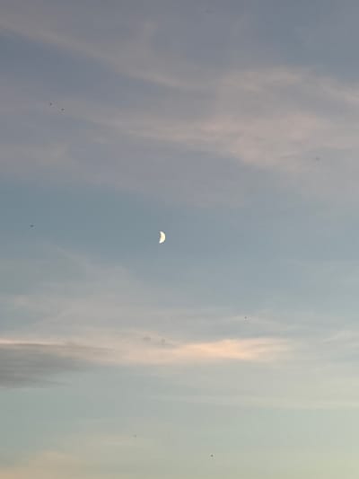 A crescent moon is visible in the pale blue sky, with wispy clouds tinged with pink and orange. Several small, dark birds are scattered across the sky, appearing as tiny specks. The scene is serene and tranquil, suggesting an evening or early morning setting. The location is Sapunov Bor, Russia.