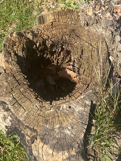The image shows a decaying tree stump in Vera de Moncayo, Spain. The stump has a large hole in its center, filled with dead leaves and debris. The wood is heavily weathered and cracked. Grass and other vegetation surround the base of the stump. The lighting suggests it is daytime. No people or animals are visible.