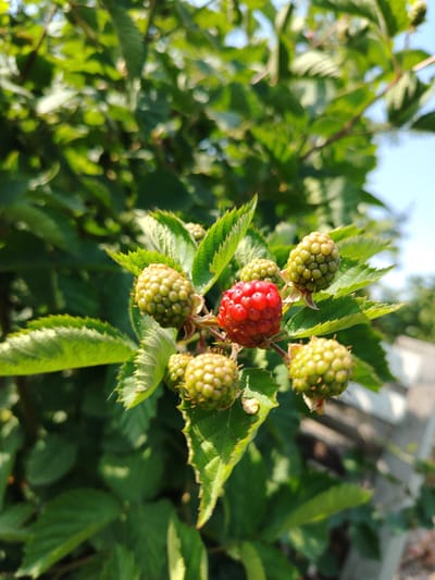 In Shaki, Azerbaijan, a close-up, slightly blurry photograph captures a cluster of raspberries on a thorny branch. A single ripe red raspberry is prominently featured, surrounded by several unripe green berries. The background consists of lush green foliage and a bright blue sky, suggesting an outdoor setting, likely a garden or a wild patch of bushes, bathed in natural sunlight. The focus is on the berries and their immediate surroundings, with the distant elements softly blurred, creating a shallow depth of field.