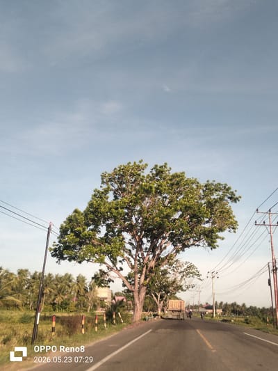 The image presents a view of a road in Meunasahpulo, Indonesia. A large tree dominates the center of the frame, its canopy full and green. The road stretches into the distance, with a truck and two motorcycles visible. Utility poles line the side of the road, and vegetation, including palm trees, is visible in the background. The sky is light blue with a few clouds. The image was captured on an OPPO Reno8 device on May 23, 2026, at 07:29.