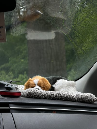 A fluffy stuffed dog is resting on a gray textured mat placed on a car's dashboard. The dog has brown, white, and black fur and appears to be sleeping. To the left of the dog, a miniature chrome helicopter figurine is positioned on a red circular base. The car's windshield, partially covered with raindrops, reflects the green foliage of trees outside. The scene is captured from a low angle, looking up at the dashboard and windshield. The car's interior is visible in the foreground, with labels indicating "PASSENGER AIR BAG" and a circular "ON/OFF" symbol. The location is identified as being in Colonita, Moldova.