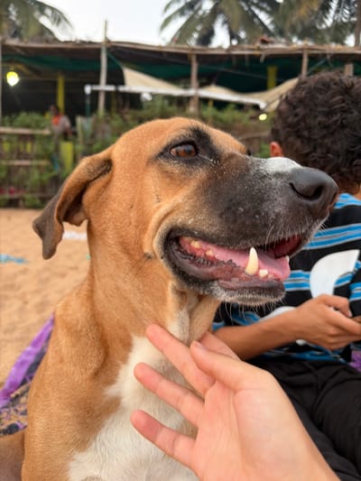 This image presents a close-up, slightly upward-angled view of a tan and white short-haired dog on a sandy beach in Gokarna, India. The dog, positioned in the lower-left and center, features a dark muzzle, brown eyes, and an open mouth revealing a pink tongue, gums, and prominent canines. A light-skinned human hand extends from the lower-right, gently touching the dog's chest and neck area. In the blurred background, a person with dark, curly hair, wearing a blue and white striped shirt, is partially visible to the right. Behind them, a rustic beach shack structure with wooden poles, tarp coverings, and an illuminated light bulb is discernible. Palm trees rise above the shack against an overcast sky. The ground beneath the dog and the background is consistent with beach sand.